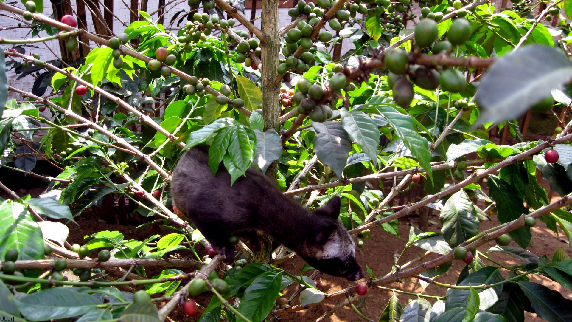 Pohon kopi dan luwak